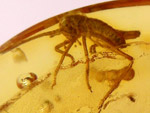 Ambre avec Insectes