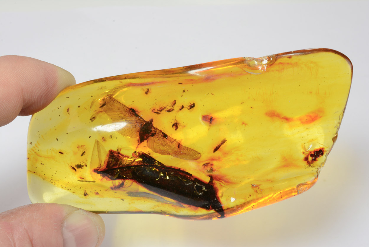 Ambre Avec Papillon Et Insectes