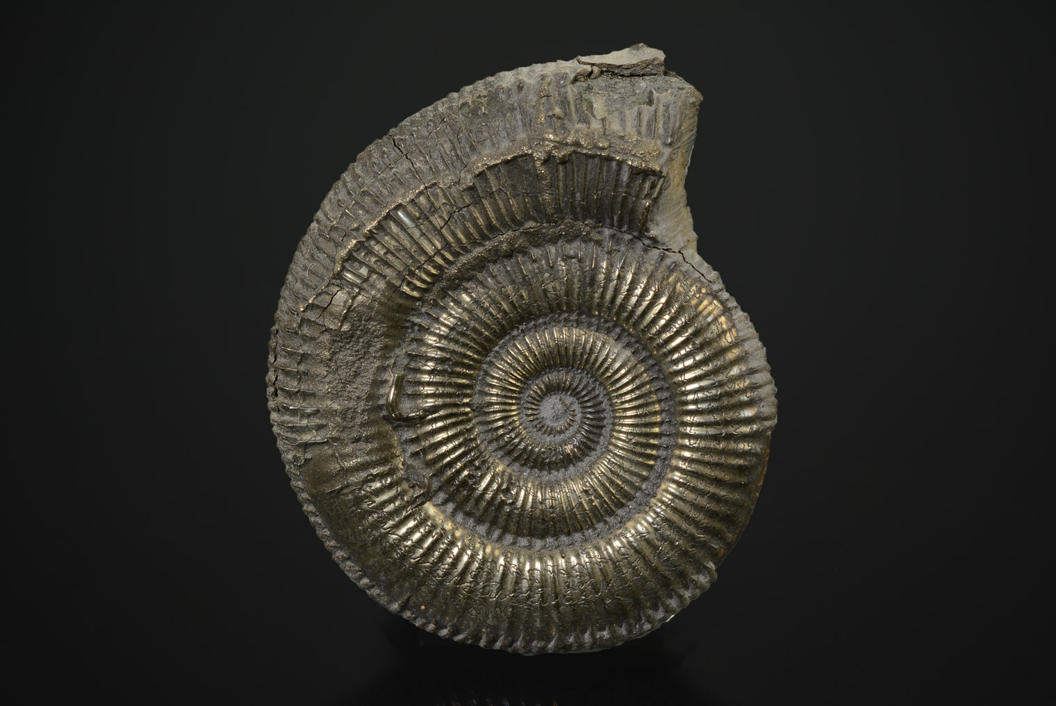 Ammonite : Skirroceras Englandi, Bajocien