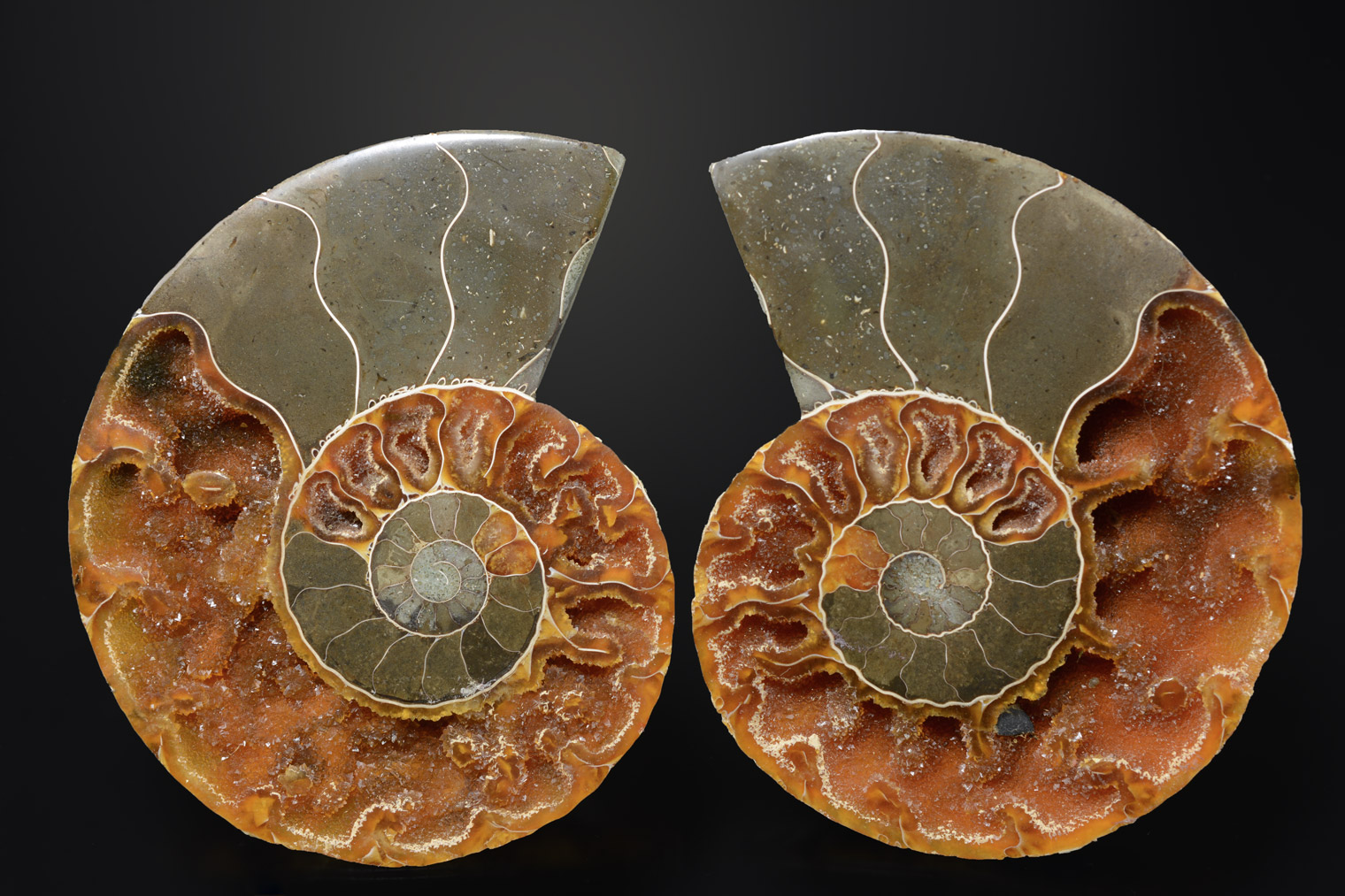 Ammonite