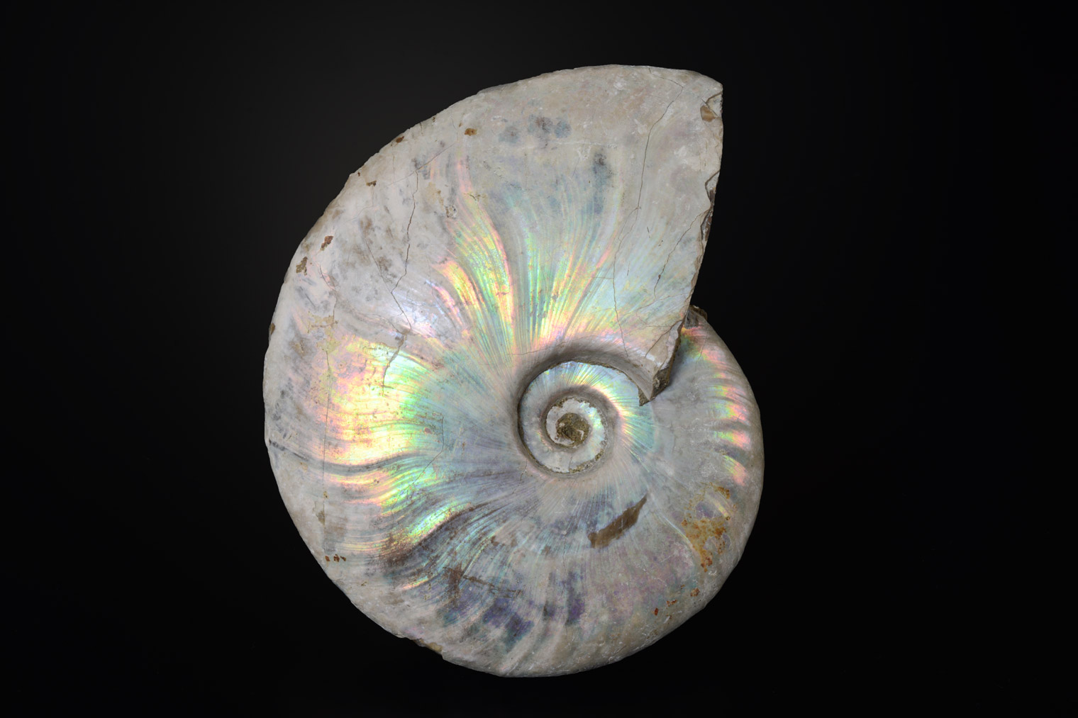 Ammonite Nacrée