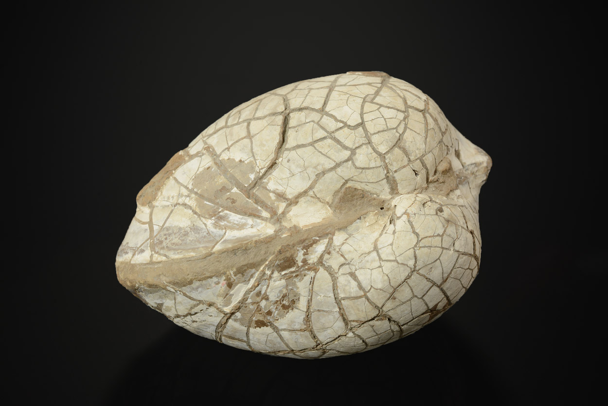 Coquillage Fossile