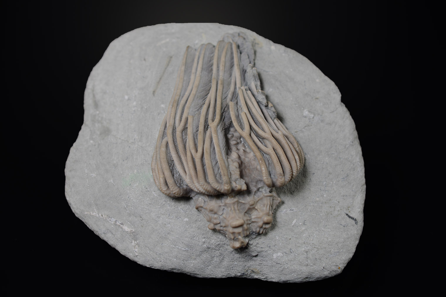 Crinoïde : Actinocrinites Gibsoni, Carbonifère