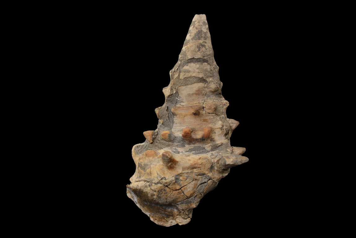 Coquillage Fossile : Vicarya Callosa
