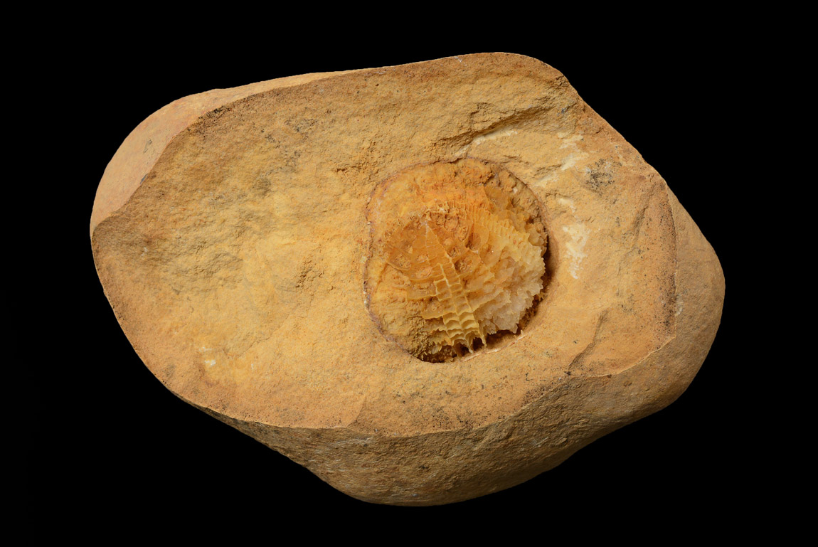 Oursin Fossile, Oxfordien