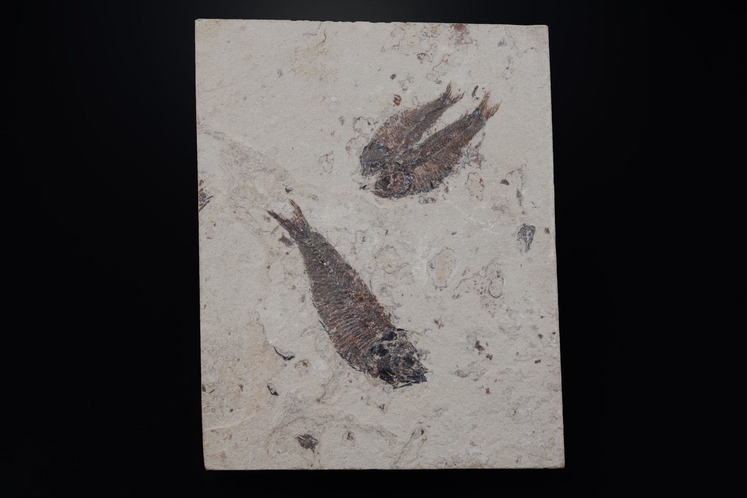 Poissons Fossiles, Éocène