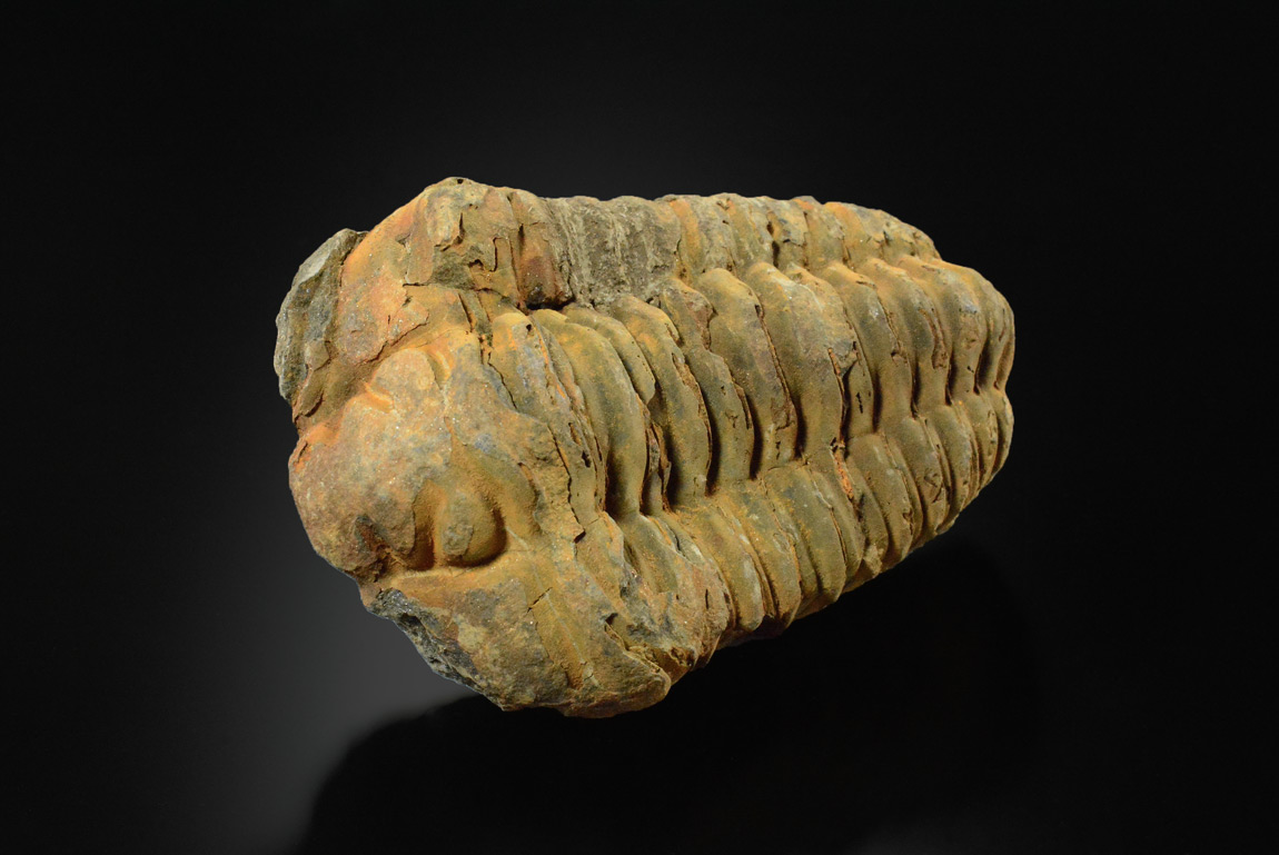 Trilobite : Calymen Tristani, Ordovicien