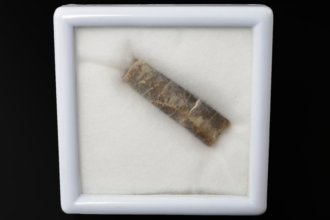 Rostre De Belemnite Choqué