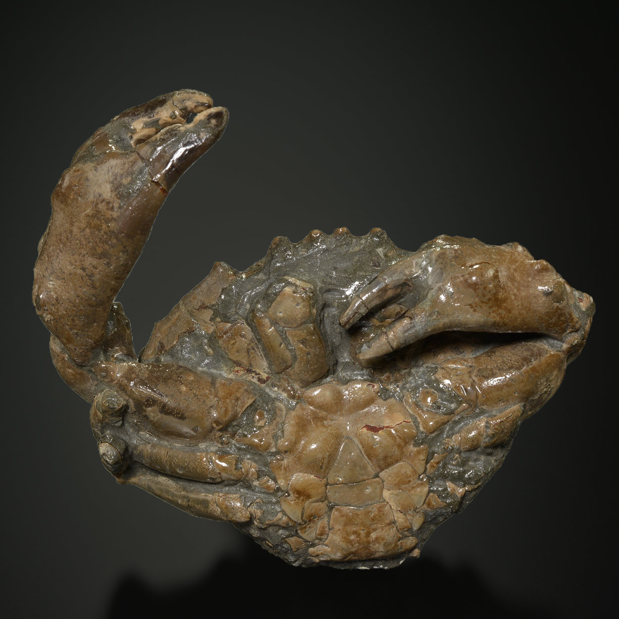 Crabe Fossile, Pliocène