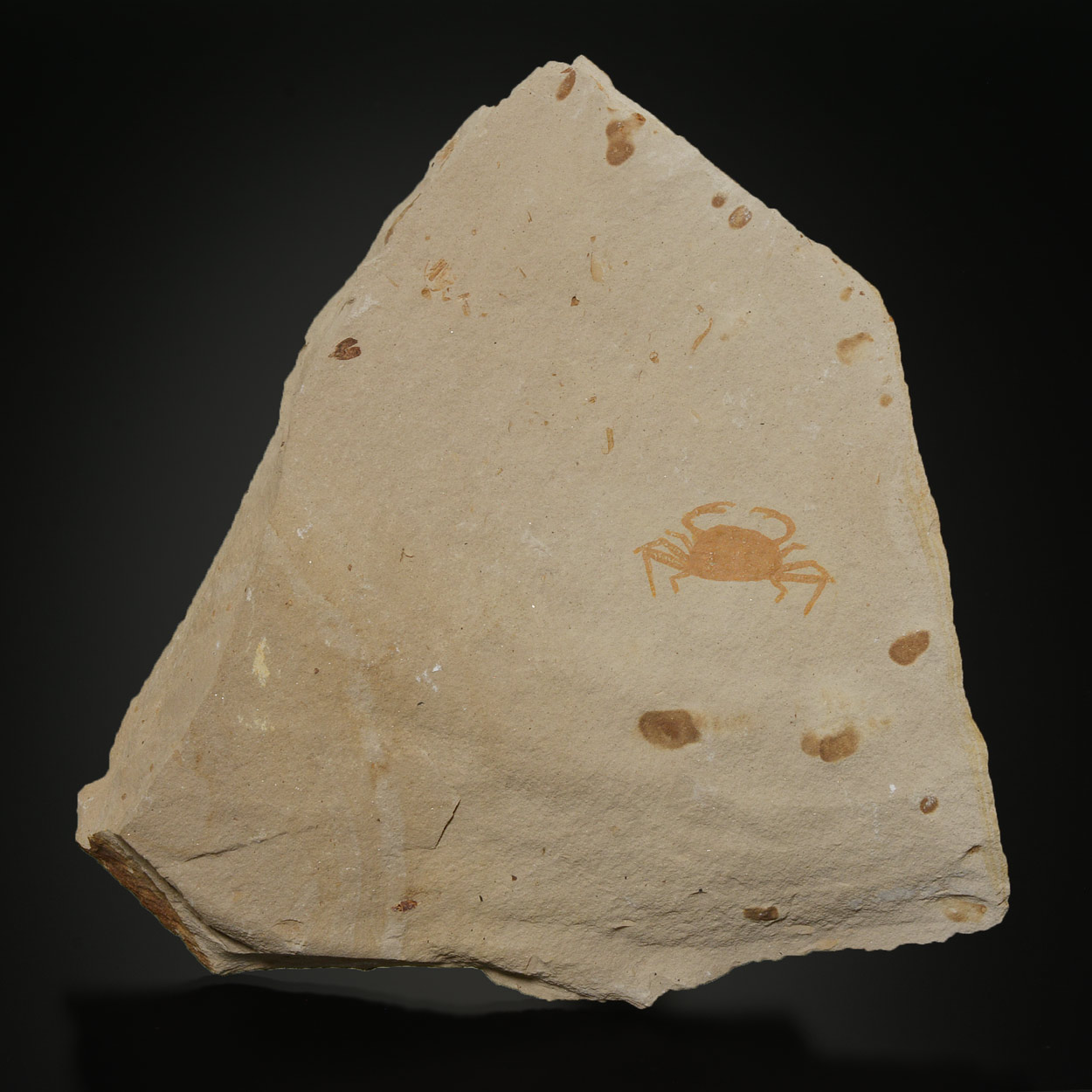 Crabe Fossile