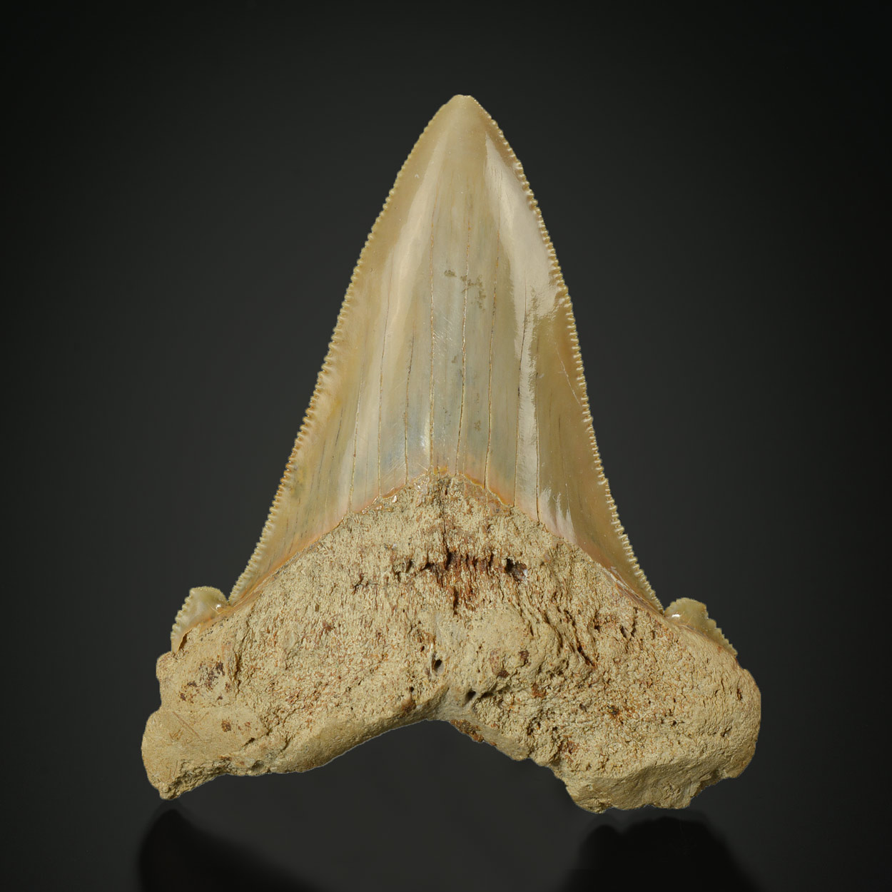 Dent De Requin : Carcharocles Augustidien, Miocène
