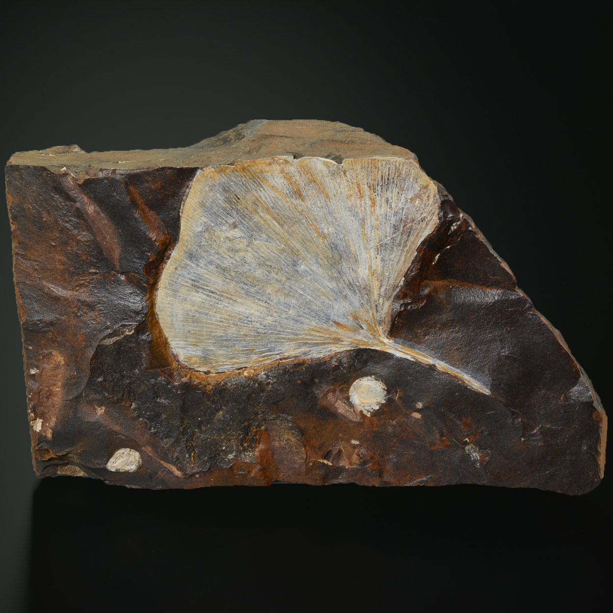 Feuille De Ginkgo Fossile : Ginkgo Adiantoides, Paléocène