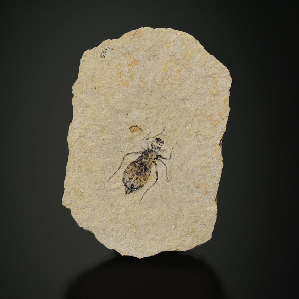 Larve De Libellule : Doris Sp., Oligocène