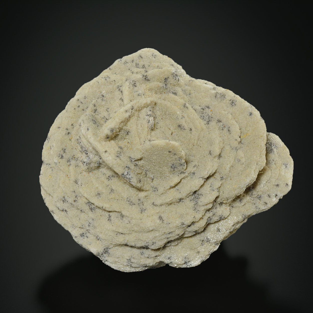 Rose Des Sables